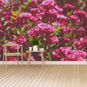Fotótapéta rózsaszín rózsák 104x70 cm