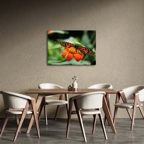 Pillangó képe a virágon (70x50 cm)