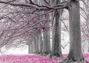 Poszter 84x59,5cm Fák egy sorban rózsaszín levelek, Assaf Frank