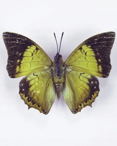 Poszter 40x50cm Pillangó fehér alapon 7, Assaf Frank