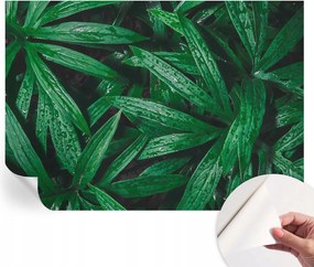 Matt öntapadós fotótapéta falra Természetes zöld 312x219 cm