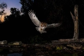 Fotográfia Tawny owl flying in the forest at night, Spain, AlfredoPiedrafita, (40 x 26.7 cm)