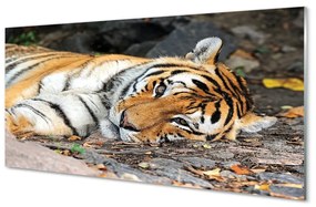 Üvegképek fekvő tigris 120x60cm 2 fogas