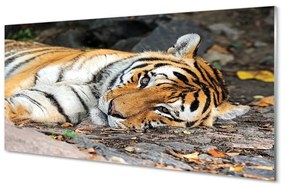 Üvegképek fekvő tigris 125x50 cm