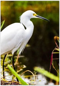 Poszterek 70x100 Kalapos madár Tájkép Kilátás