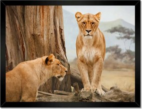Poszterek keretben 40x30 Oroszlánok Afrikában