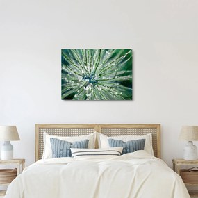 Üveg kép - Makro kép egy virágról (70x50 cm)
