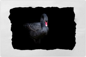 Poszter 60x40 Gyönyörű fekete hattyú