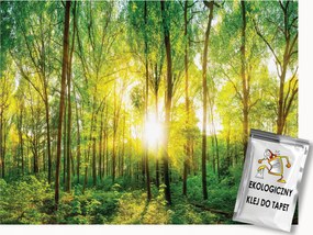 Fotótapéta Flizelina Természet Erdő Tavasz Nap Fák 200x140 ragasztó