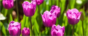 Tulipánok a réten képe (120x50 cm)