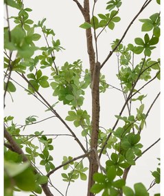 Műnövény (magasság 214 cm) Enkianthus – Kave Home