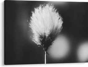 Kép - Fekete-fehér pamutfű (70x50 cm)