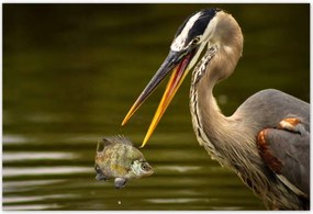 Poszterek 200x135 Kalapos madár Tájkép Kilátás