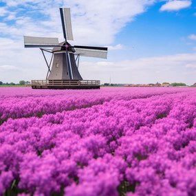 Poszter 90x90cm A holland szélmalom színei