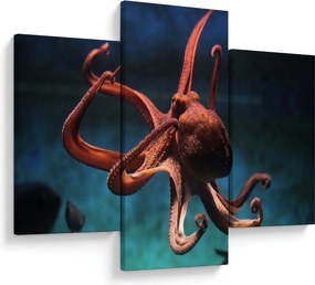Kép - Octopus (90x60 cm)