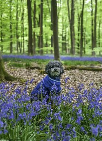 Poszter 20,5x28,4cm Kutya az erdĆben kĂ©k csengettyƱkkel körĂŒlvĂ©ve, Assaf Fra