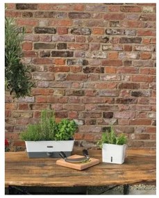 Cole&Mason - Tartály frissen vágott fűszernövények tárolására