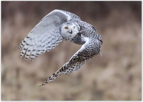 Poszterek 70x50 Madarak