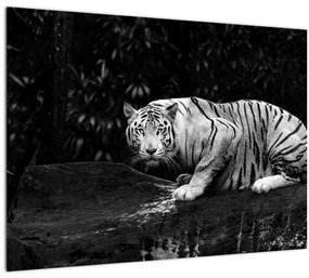 Kép - albínó tigris, fekete-fehér (70x50 cm)