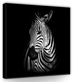 Zebra profil, vászonkép 80x80 cm méretben