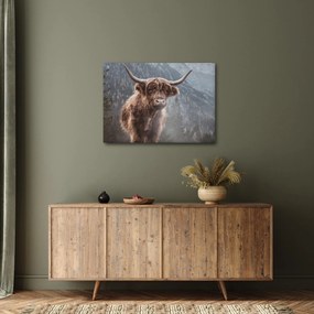 Kép - Highlander tehén (70x50 cm)
