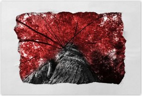 Poszterek 60x40 mamutfenyő Magas fa