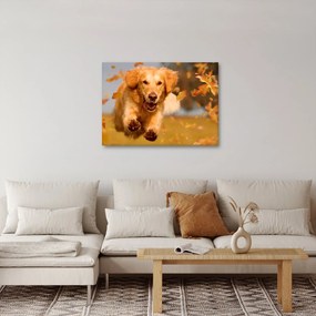 Kép - Golden Retriever (70x50 cm)