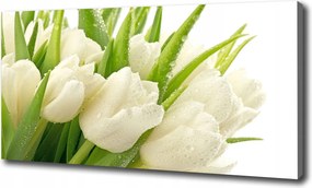Vászonkép Fehér tulipánok 100x70 cm