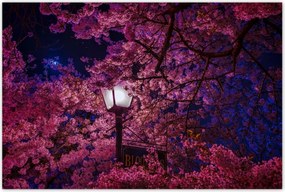 Poszterek 120x80 Mély éjszaka Lámpa Virágok