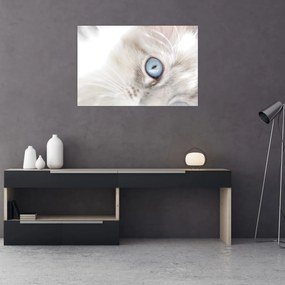 Kép - Kék szemű macska (90x60 cm)