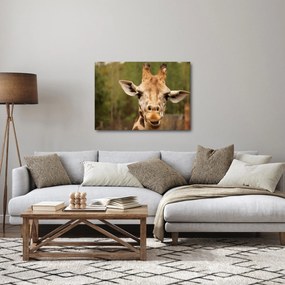 Egy zsiráf képe (70x50 cm)
