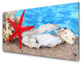 Akril üveg kép Starfish Shells Természet 120x60 cm