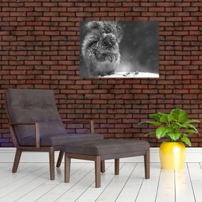 Üveg kép - Mókus télen (70x50 cm)