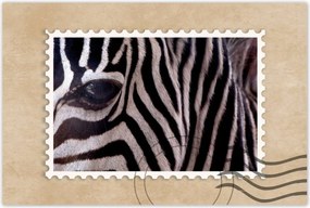 Poszterek 60x40 Makro fotó zebra