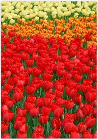 Poszterek 70x100 Pipacsos ártér