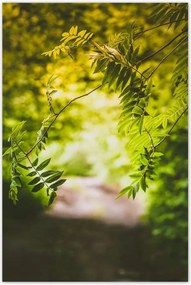 Poszterek 80x120 Zöld levelek Levelek