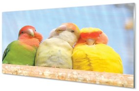 Üvegképek színes papagáj 100x50 cm