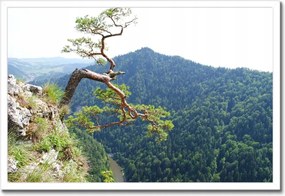 Poszterek keretben 60x40 Magányos fa