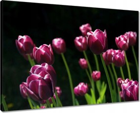 Vászonkép 70x50 Lila tulipánok