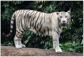 Poszterek 120x80 Fehér tigris Nagy macska