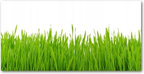 Üvegpanel konyhába Fű 140x70 cm Ragasztó