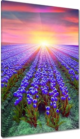 Vászonkép 80x120 Tulipánok tengere Tulipánok