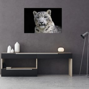 Kép - Snow Leopard (90x60 cm)