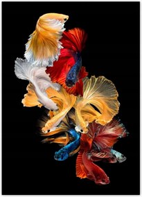 Poszterek 50x70 Színes sziámi halak