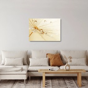 Üveg kép - Makro fotó pitypangról (70x50 cm)