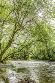 Poszter 20x30cm Tó az erdőben, Assaf Frank