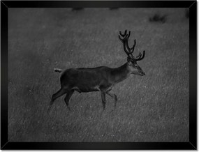 Poszterek keretben 40x30 Szarvas a tisztáson