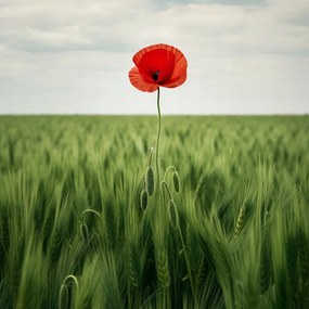 Poszter 20x20cm Magányos pipacs a mezőn