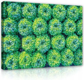 Vászonkép 100x75 Saláta zöld friss természet közelkép mező kert egészség minta