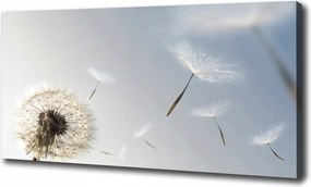 Canvas falikép Pitypang 100x70 cm